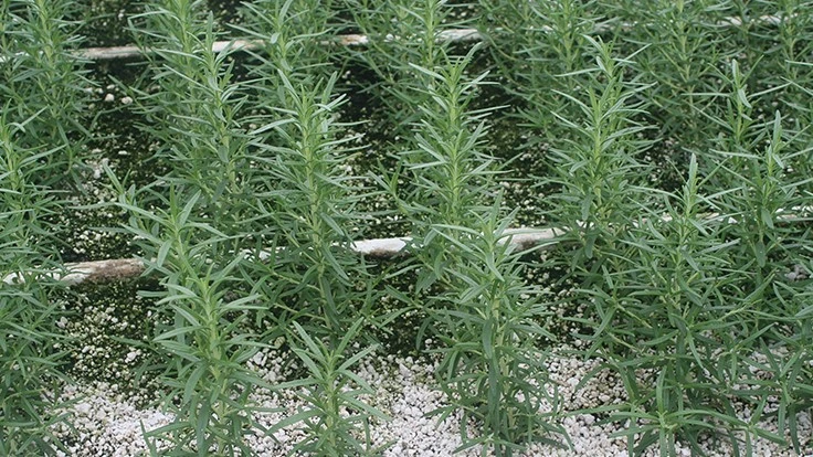 Photo: Christopher J. Currey