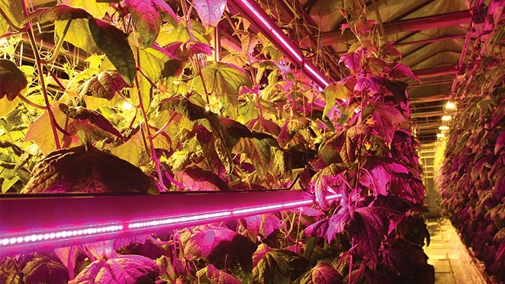 Photo: Saeid Mobini, Ph.D