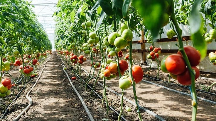 © ruslan_shramko | Adobe Stock