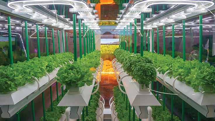 Understanding the potassium calcium magnesium relationship Produce Grower