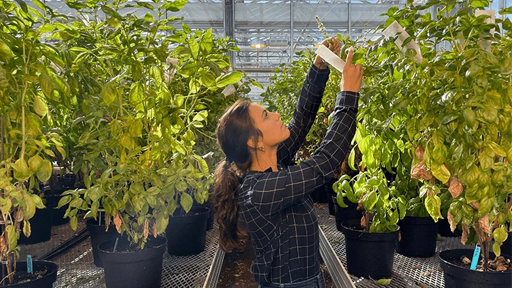 A woman wearing a black and white plaid shirt looks and reaches up to the top of a plant with green leaves in a black pot. She is surrounded by more green plants in black pots on metal tables in a greenhouse.